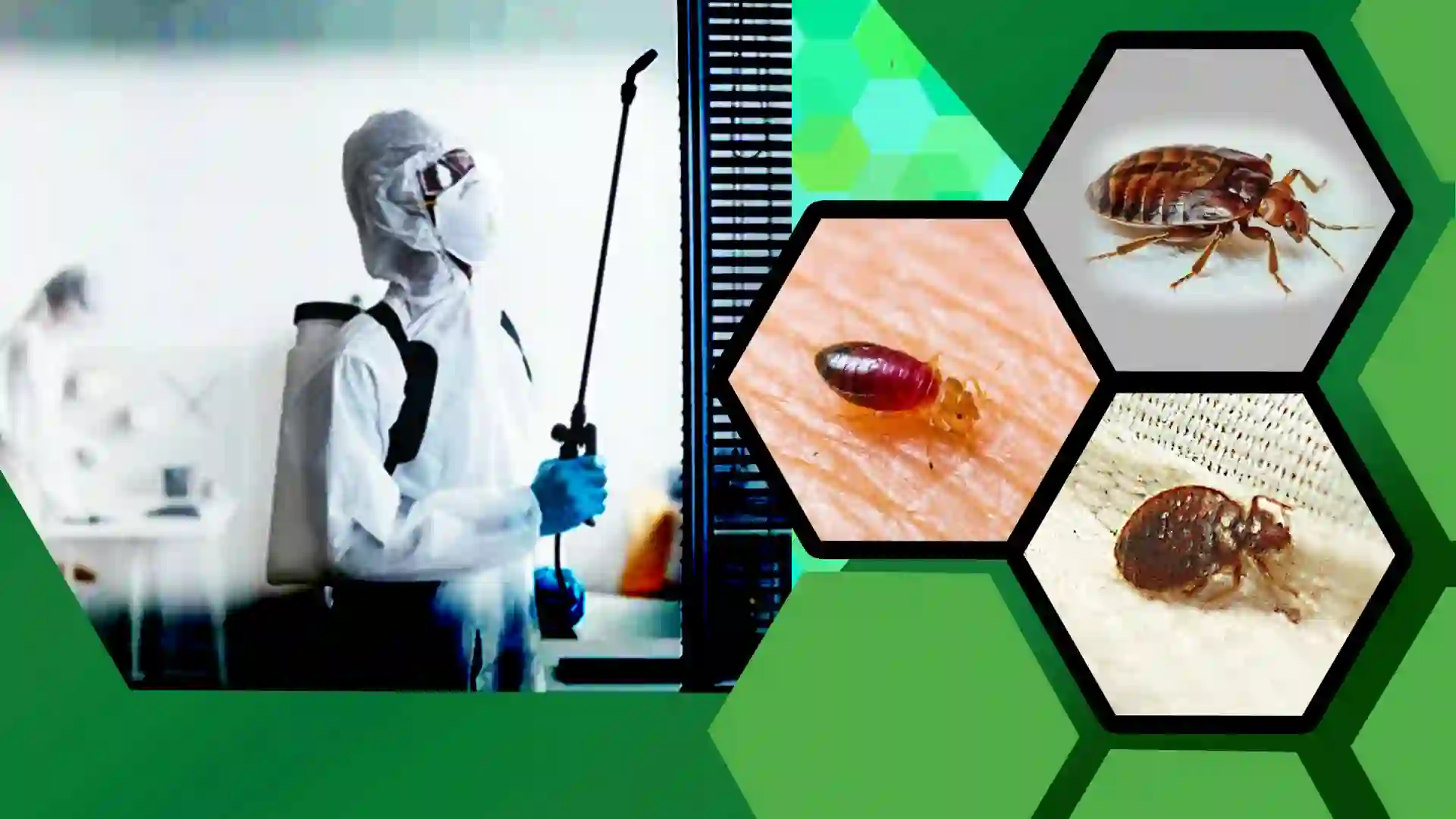 Best bed bug control services in Guwahati Assam