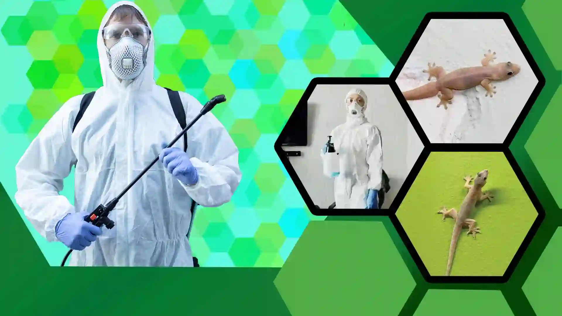 Lizard pest control services in Guwahati Assam