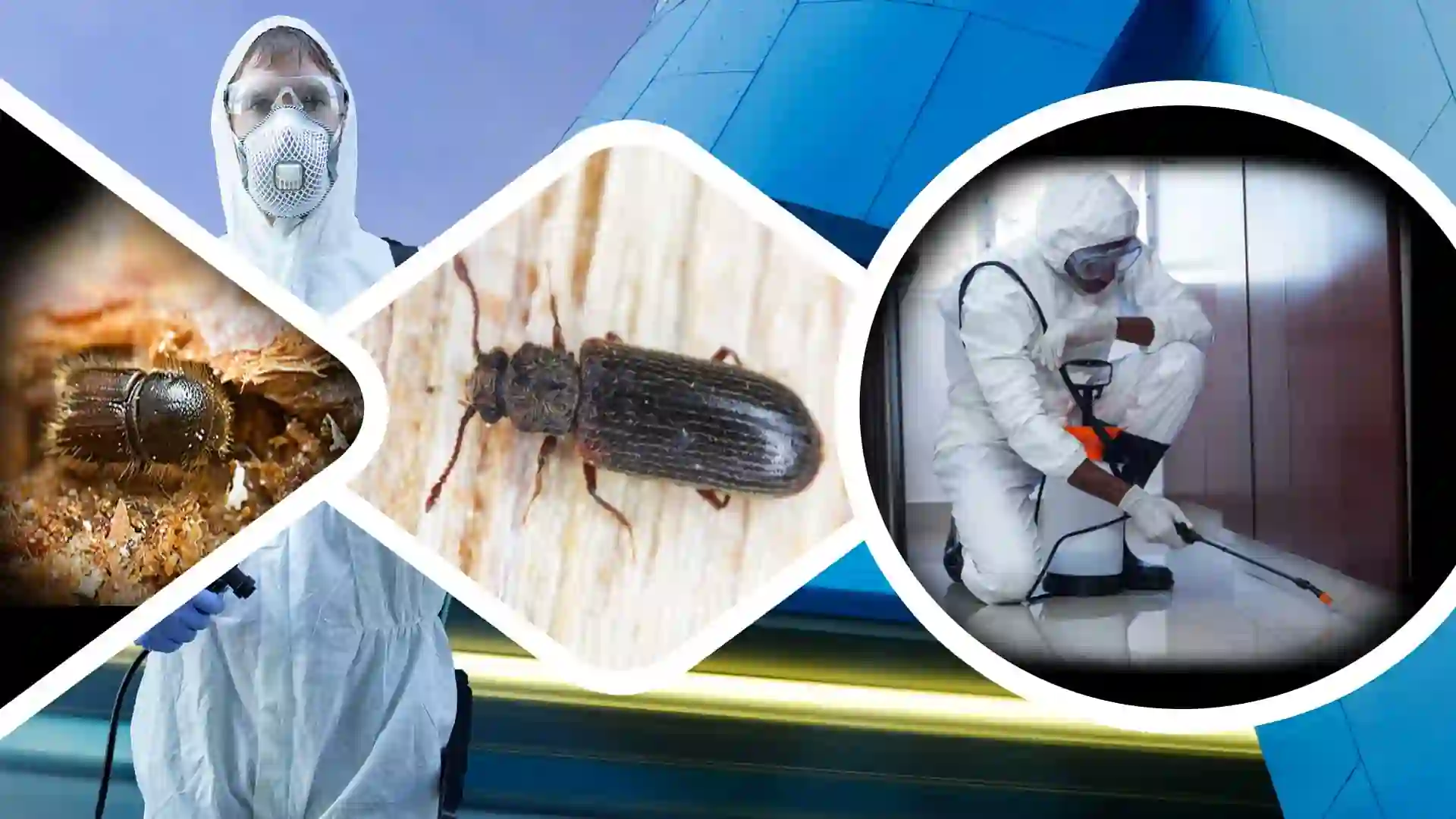 Wood treatment and wood borer pest control management in Guwahati Assam