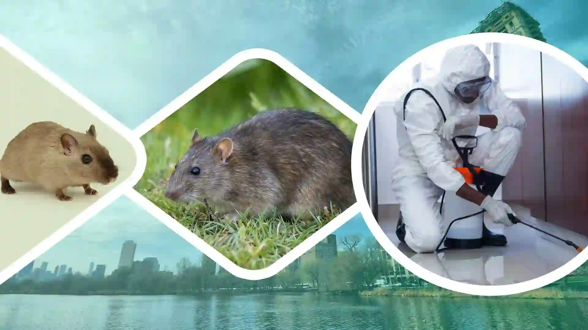 rodent control and pest management in guwahati assam